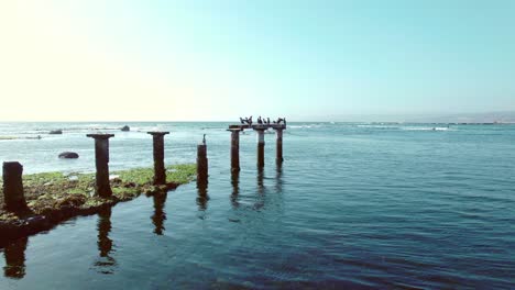 Vögel-Versammeln-Sich-Unter-Der-Sonne-Am-Strand-Von-Los-Fosiles-In-Algarrobo,-Chile,-Luftdrohnen-Fliegen-In-Der-Nähe-Des-Blauen-Meeres