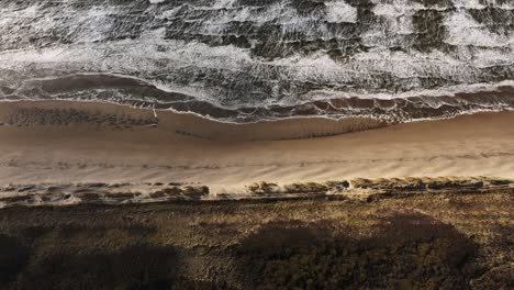 From-an-aerial-birdseye-perspective,-watch-as-the-powerful-and-rhythmic-waves-relentlessly-crash-onto-a-sandy-beach,-with-the-rolling-dunes-and-brown-bushes-adding-to-the-natural-beauty