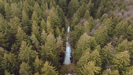 4K-Aerial-Drone-Flyover-Fir-Pine-Tree-Forest-With-River-Running-Through,-Czechia