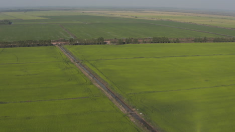 Wide-aerial-of-lush-green-rice-paddies-in-Cambodia