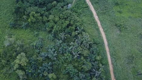 Flying-over-small-jungle-and-road-on-the-side-in-Benin-countryside-Africa