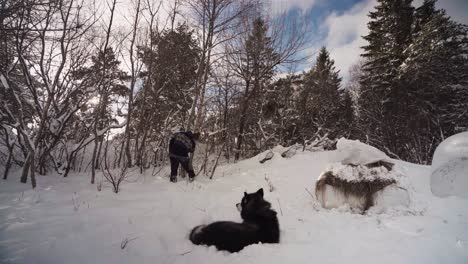 Person-Ist-Mit-Einem-Verspielten-Alaskan-Malamute-Hund-Im-Winterwald