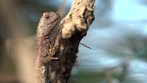 Close-up-of-Jesus-Christ-lizard-location:-Guyana