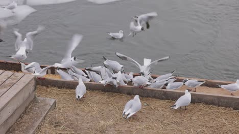 Flock-Of-Seagulls-Feeding-Then-Fly-Over-The-Swan-And-Mallard-Ducks-Swimming-In-The-River