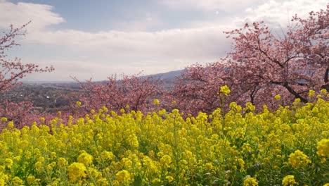 Stunning-japanese-scenery-with-city-in-distance-and-yellow-rapeseed-flowers-and-Sakura