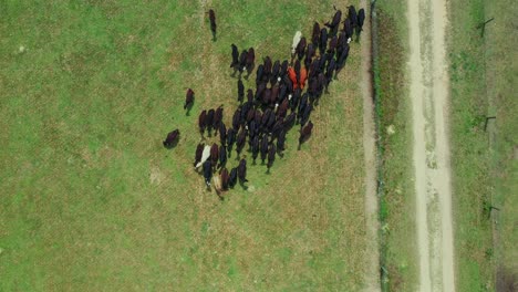 Cows-grazing-on-green-field