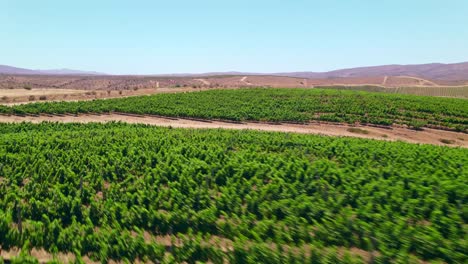 Bird's-eye-view-of-FPV-bird-on-tour-in-a-vineyard-in-the-arid-mountains-of-the-Limarí-Valley,-Fray-Jorge