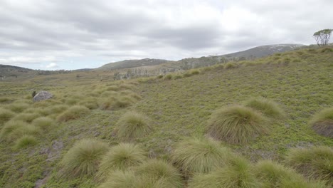Buttongrass-–-Tief-Liegende,-Büschelbildende-Pflanzenart-Auf-Den-Alpenplateaus-Von-Cradle-Mountain-In-Tasmanien