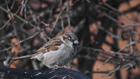 Closeup-of-Eurasian-tree-sparrow-perched-scratches-head-against-surface