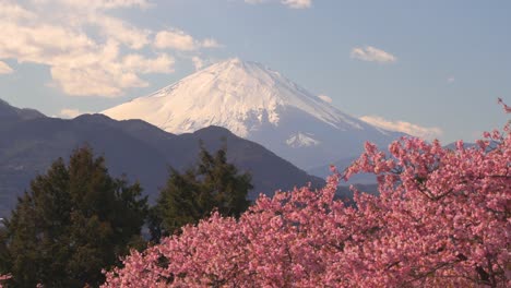 Unglaubliche-Landschaft-Mit-Dem-Berg-Fuji-Und-Rosa-Sakura-Kirschblütenbäumen