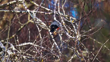 Rear-wide-view-of-red-Eurasian-Bullfinch-eating-buds-from-tree,-slowmo