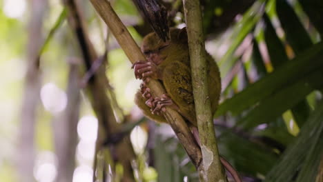 Slow-motion-shot-of-a-small-Tarsier-sleeping-peacefully-on-a-tree-branch