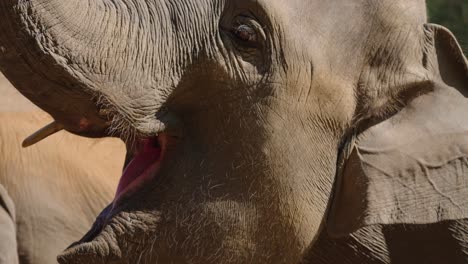 Close-up-shot-of-Elephant-open-mouth-eating-bananas-in-Sanctuary-in-Chiang-Mai,-Thailand