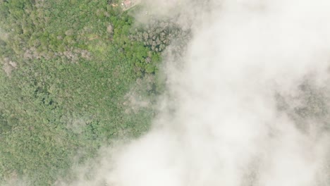 Bosque-Con-árboles-Y-Vegetación-Verde-Y-Nubes-Y-Niebla