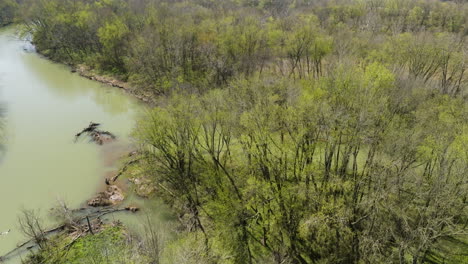 Rotierende-Luftaufnahme-Von-Umgestürzten-Bäumen,-Die-Im-Trüben-Mittelfluss-Des-White-River-Schwimmen
