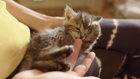 Incredibly-cute-tiny-kitten-in-lap-of-owner-playfully-bites-her-finger