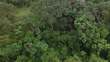 Varios-Tipos-De-árboles-Prosperan-En-La-Selva-Amazónica