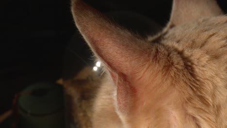 Close-Up-Macro-Of-Red-Tabby-Cat-Ears