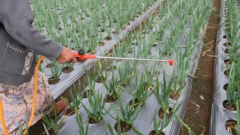 Mujer-Vietnamita-Fertilizando-O-Regando-Plantas-De-Frijol-Largo