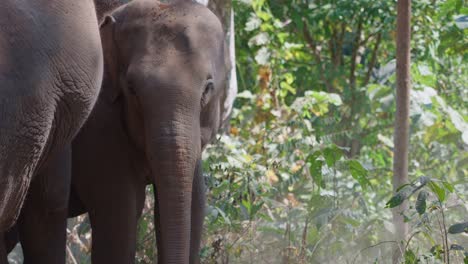 Zeitlupenaufnahme-Einer-Elefantenmutter-Und-Ihres-Babys,-Die-Sich-Im-Wald-In-Chiang-Mai-Nähern