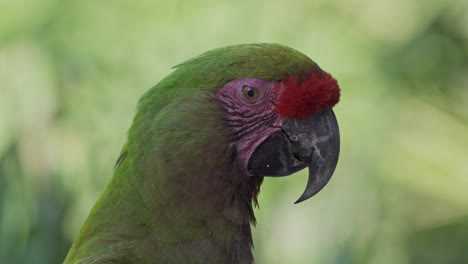 A-close-up-of-the-head-of-a-red-fronted-macaw