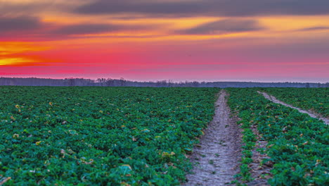 Crops-in-a-farmland-field-at-sunset---colorful-cloudscape-time-lapse