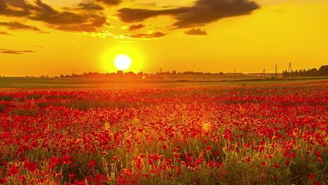 Field-of-red-poppies-or-flowers-under-an-orange-and-gold-sky-at-sunset