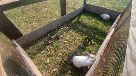 Weiße-Kleine-Süße-Kaninchen-Spielen-Und-Fressen-Grünes-Gras-In-Einem-Holzkäfig-Im-Freien