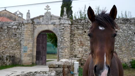 Horse-in-the-enclosure-of-ferreira-de-panton-monastery-in-lugo-spain