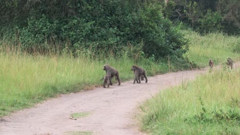 Wild-Baboon-Family-Moving-Together-On-Trail-Through-Grassland-Of-Uganda