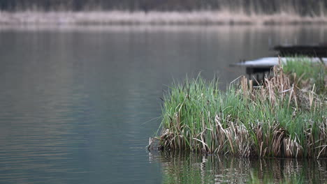 Reeds-and-plants-in-the-lake-in-early-spring