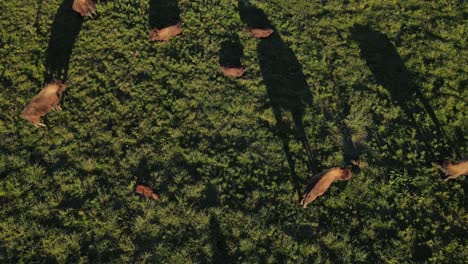 Buffalo-grazing-on-green-meadow-during-sunset,-aerial-top-down-view