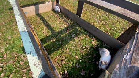 hight-angle-view-of-group-white-little-cute-rabbit-in-outdoor-wooden-fence-cage