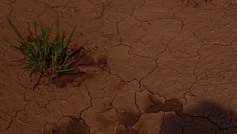 Concept-global-warming,-earth-soil-dries-out,-bad-harvest,-starving,-timelapse