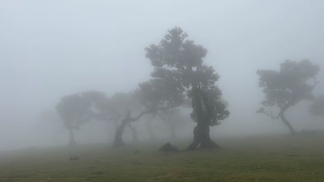 Mystical-Fanal-Forest-Shrouded-In-Mist-In-Madeira-Island,-Portugal