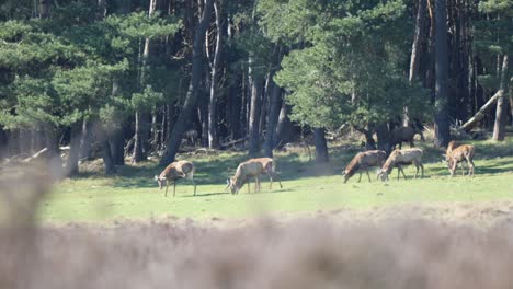 Bunch-Of-Red-Deer-Grazing-On-Green-Field-In-Hoge-Veluwe-National-Park-In-The-Netherlands