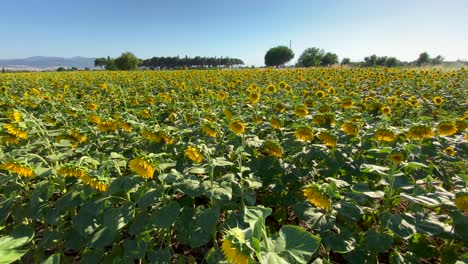 Flowering-Sunflowers-and-a-Field