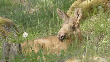 European-Elk-calf-chilling-on-summers-day-lying-down-in-grassy-meadow,-closeup
