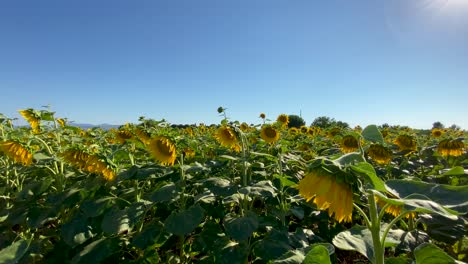 Blühende-Sonnenblumen-Und-Ein-Feld