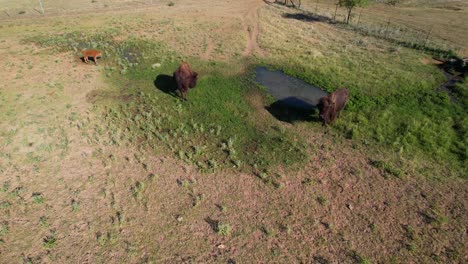 Aerial-footage-of-2-adult-bison-and-a-baby-bison-in-a-field-in-Stonewall-Texas
