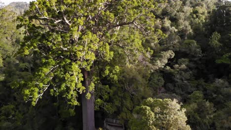 Drone-rising,-showing-Square-Kauri-tree-and-the-surroundings,-wide-shot,-Coromandel-area,-New-Zealand