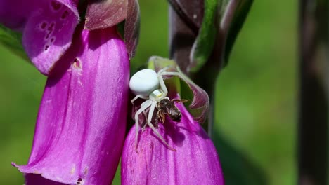 Flower-Crab-Spider,-Misumena-vatia-with-prey-on-Foxglove-flower