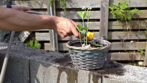 Male-hands-watering-a-freshly-potted-strawberry-plant-with-a-garden-hose---Close-up-of-plant-and-arm-in-summer-sunshine-60-Fps