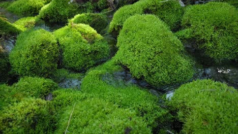 Water-stream-flowing-over-lush-green-mossy-rocks-in-the-forest