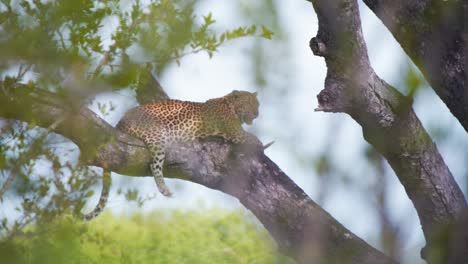 Spotted-African-leopard-lying-and-panting-on-tree-branch-in-savanna