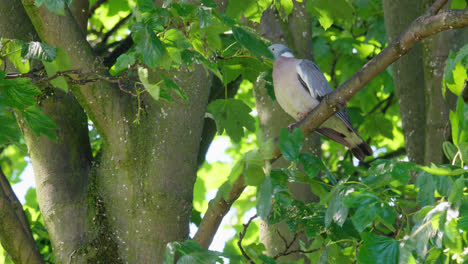 Lone-Wood-Pigeon-perched-in-a-tree-high-up-on-a-swaying-branch