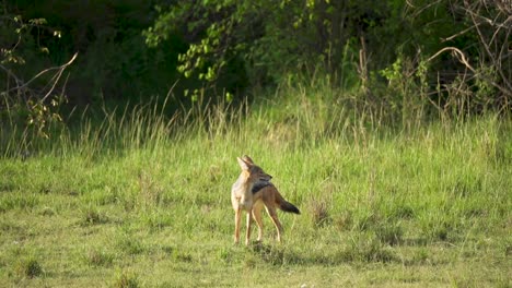 African-Jackal-in-grassy-area-just-before-sunset,-stopping-to-look-around
