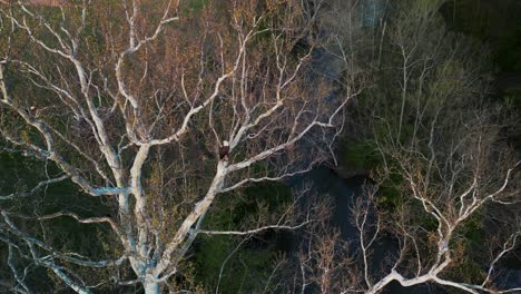 Aerial-view-of-Bald-Eagle-perched-on-tree-limb-with-another-eagle-landing