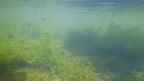 Underwater-shot-of-aquatic-plants-and-moss-in-a-River-stream