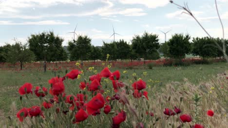 Almond-trees-and-poppies-with-windmill-in-the-background